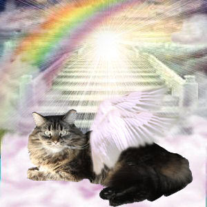 Cat Angel Dealing with Death of a Pet