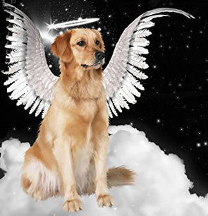 Dog Angel Dealing with Death of a Pet